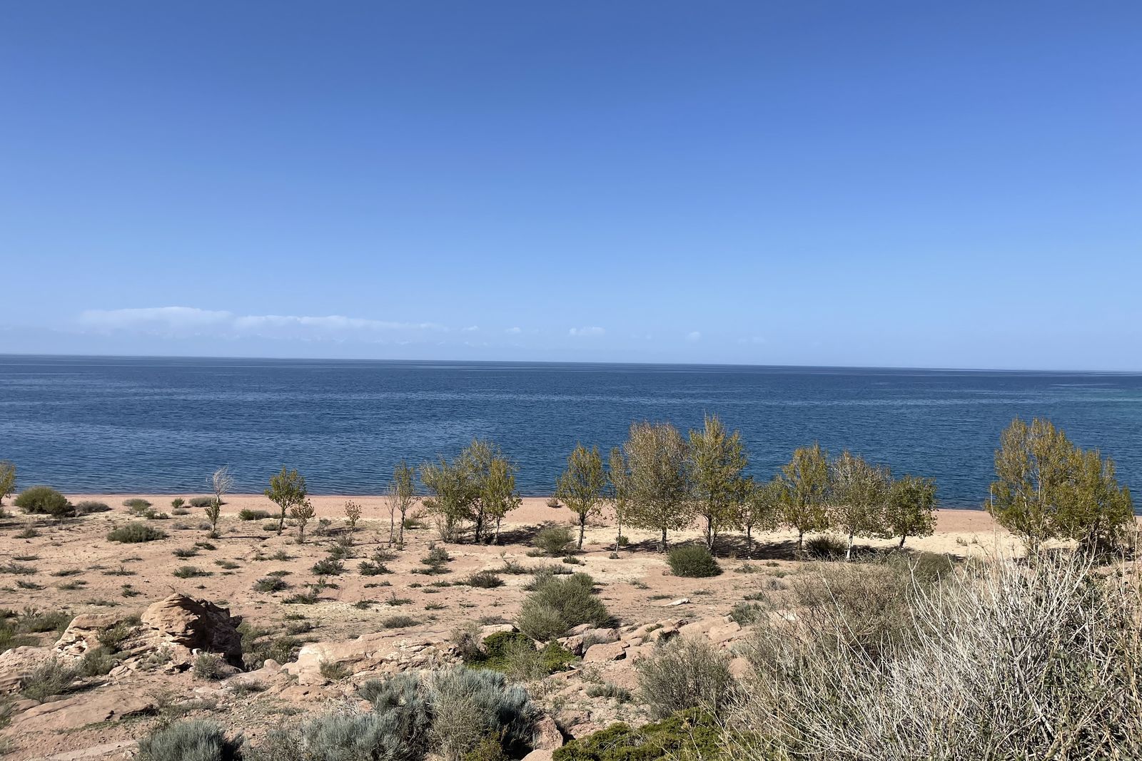 Sandy shore and young trees on the south shore of Issyk-Kul