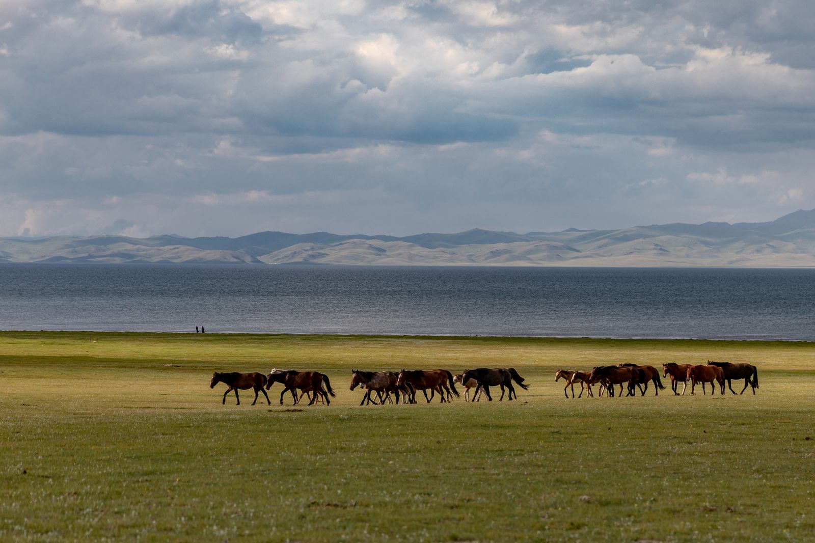 Herd of horses on the Song-Kul pasture with the lake behind